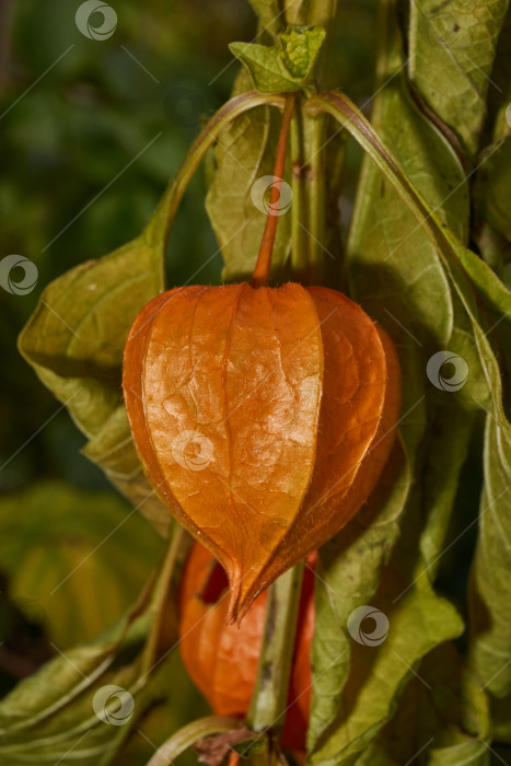 Скачать Яркий физалис в лучах теплого осеннего солнца. Оранжевый физалис-фонарь на стебле. фотосток Ozero