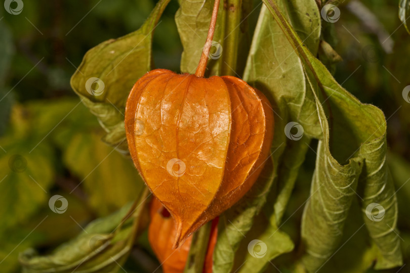 Скачать Яркий физалис в лучах теплого осеннего солнца. Оранжевый физалис-фонарь на стебле. фотосток Ozero