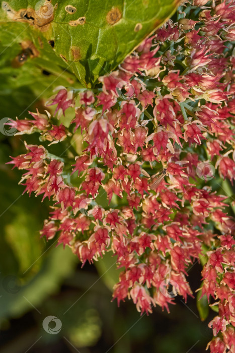 Скачать Очиток видный цветет в саду, крупный план соцветия. фотосток Ozero