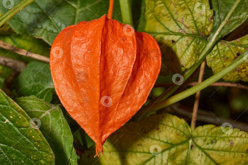Скачать Яркий физалис в лучах теплого осеннего солнца. Оранжевый физалис-фонарь на стебле. фотосток Ozero