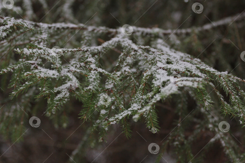 Скачать Зимний пейзаж с хвойными деревьями фотосток Ozero