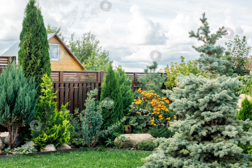 Скачать Задний двор с различными хвойными растениями и кустарниками возле деревянного забора и дома. Ландшафтный дизайн для сада фотосток Ozero