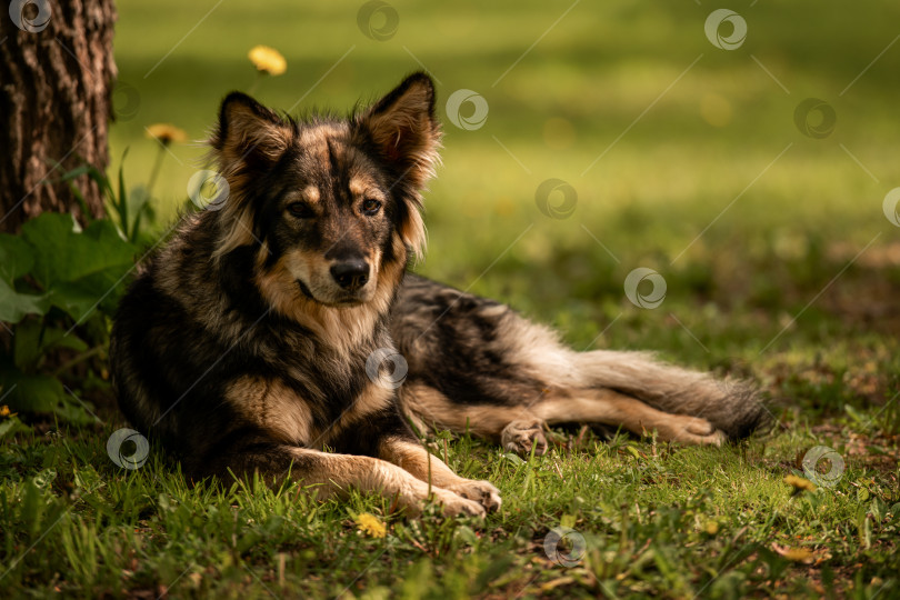 Скачать Расслабленная собака, лежащая в траве в солнечный день фотосток Ozero