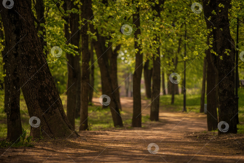 Скачать тихая дорожка в солнечном весеннем парке с пышной зеленой листвой фотосток Ozero