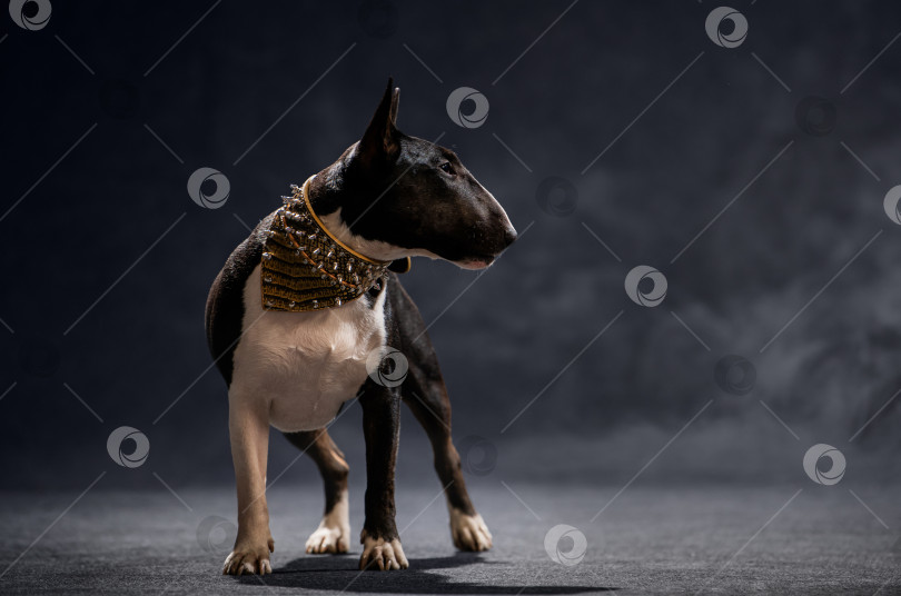 Скачать Бультерьер позирует в стильном ошейнике в студии фотосток Ozero