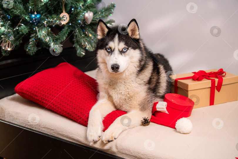 Скачать Собака породы Сибирский хаски с голубыми глазами лежит на красной подушке возле рождественской елки фотосток Ozero