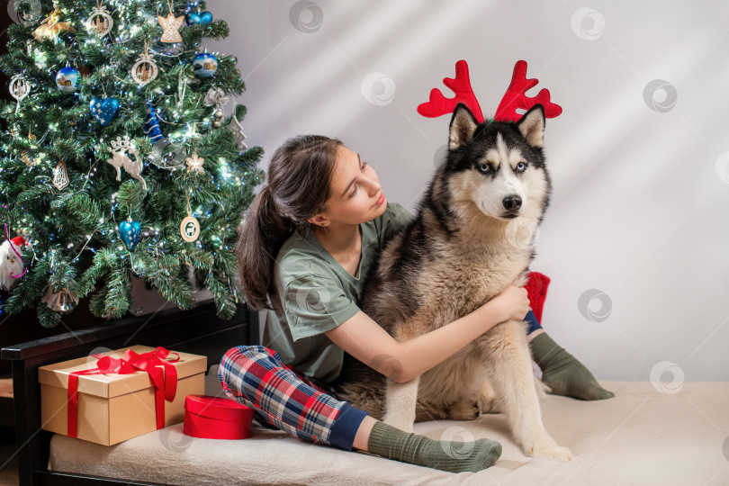 Скачать Молодая женщина обнимает собаку породы хаски с оленьими рогами рядом с рождественской елкой. фотосток Ozero