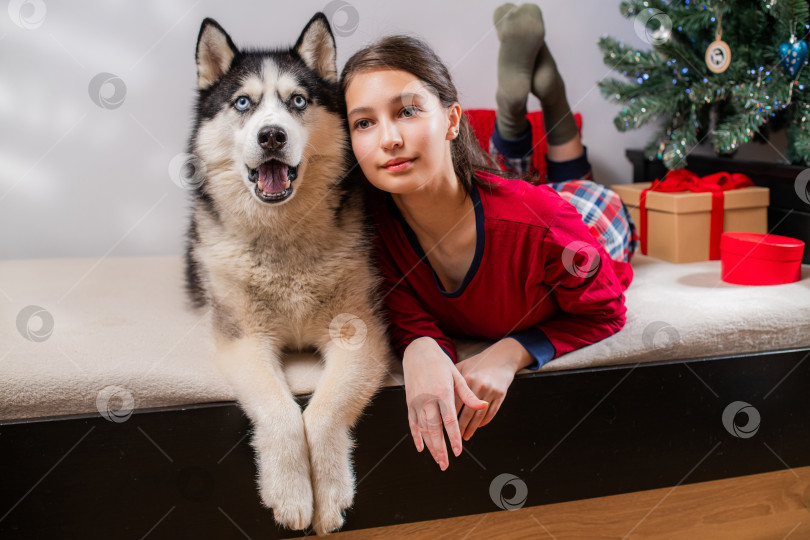 Скачать улыбающаяся девушка и собака породы хаски лежат на кровати. Празднование Рождества фотосток Ozero