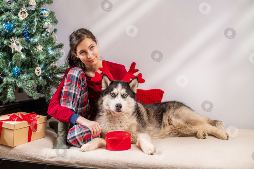 Скачать Молодая женщина и собака породы хаски в праздничных оленьих рогах возле рождественской елки. фотосток Ozero