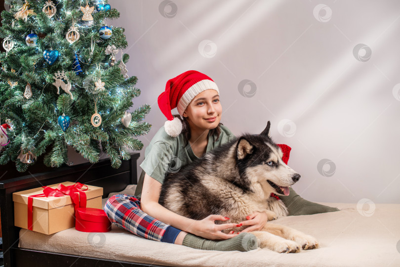 Скачать молодая женщина в шапке Санты обнимает собаку породы хаски на кровати у рождественской елки фотосток Ozero