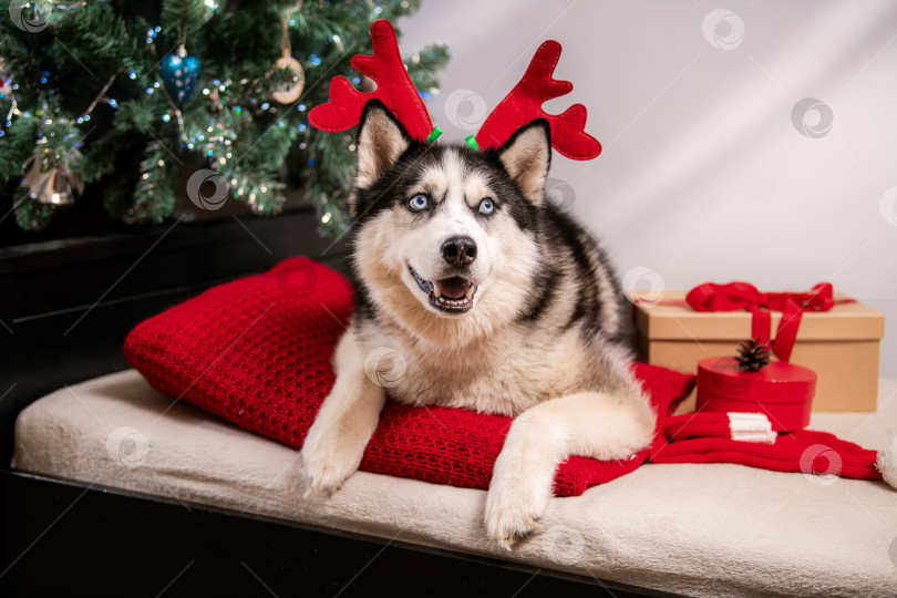 Скачать собака породы хаски с голубыми глазами, одетая на Рождество в красные оленьи рога. фотосток Ozero