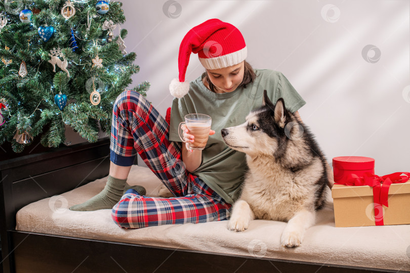 Скачать женщина в пижаме и шапке Санты сидит с собакой породы хаски возле рождественской елки и пьет горячий шоколад фотосток Ozero
