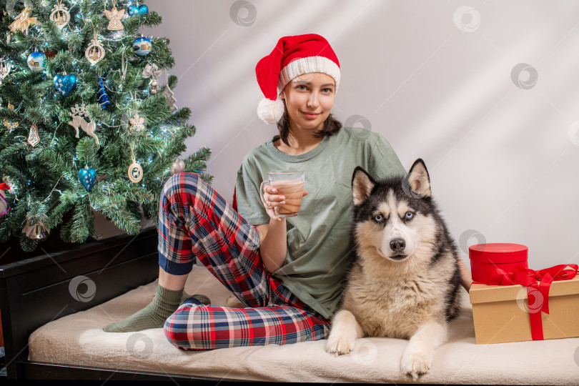 Скачать женщина в пижаме и шапке Санты сидит с собакой породы хаски возле рождественской елки и пьет горячий шоколад фотосток Ozero