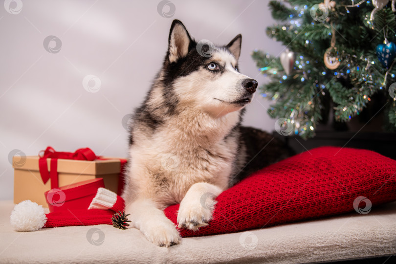 Скачать Собака породы Сибирский хаски с голубыми глазами лежит на красной подушке возле рождественской елки фотосток Ozero