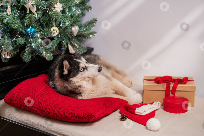 Скачать Собака породы Сибирский хаски с голубыми глазами лежит на красной подушке возле рождественской елки фотосток Ozero