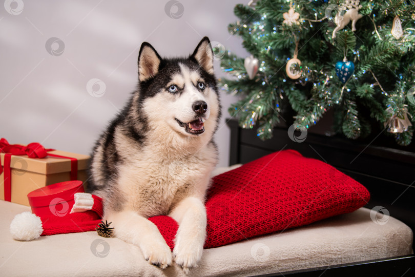 Скачать Собака породы Сибирский хаски с голубыми глазами лежит на красной подушке возле рождественской елки фотосток Ozero