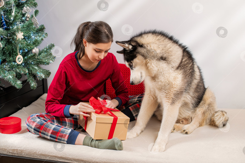 Скачать девушка со своей собакой хаски разворачивает рождественский подарок у рождественской елки. Праздничная радость и концепция общения с домашним животным. фотосток Ozero
