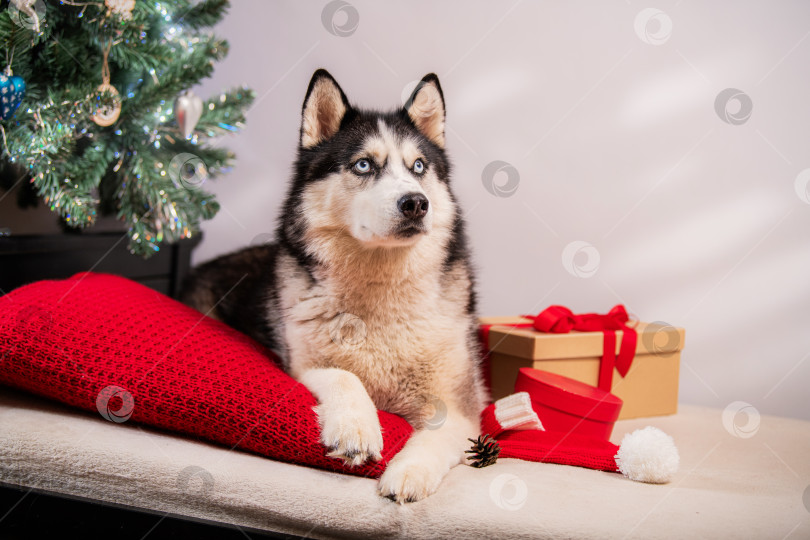 Скачать Собака породы Сибирский хаски с голубыми глазами лежит на красной подушке возле рождественской елки фотосток Ozero