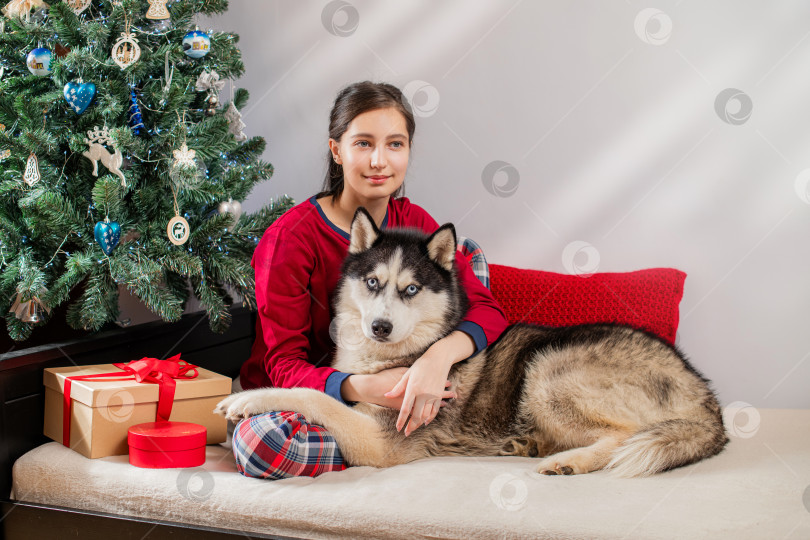 Скачать девушка с собакой породы хаски в пижаме у рождественской елки с подарочными коробками. Праздничный уют дома. фотосток Ozero