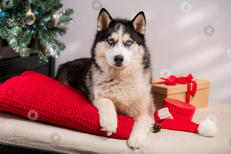 Скачать Собака породы Сибирский хаски с голубыми глазами лежит на красной подушке возле рождественской елки фотосток Ozero