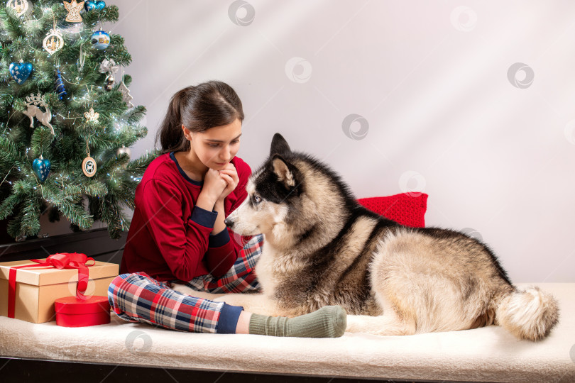 Скачать девушка с собакой породы хаски в пижаме у рождественской елки с подарочными коробками. Праздничный уют дома. фотосток Ozero