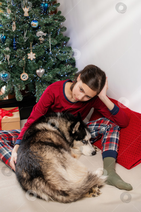 Скачать девушка с собакой породы хаски в пижаме у рождественской елки с подарочными коробками. Праздничный уют дома. фотосток Ozero