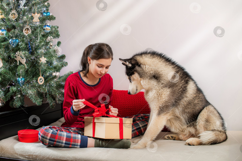 Скачать девушка со своей собакой хаски разворачивает рождественский подарок у рождественской елки. Праздничная радость и концепция общения с домашним животным. фотосток Ozero