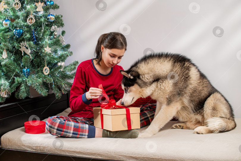Скачать девушка со своей собакой хаски разворачивает рождественский подарок у рождественской елки. Праздничная радость и концепция общения с домашним животным. фотосток Ozero