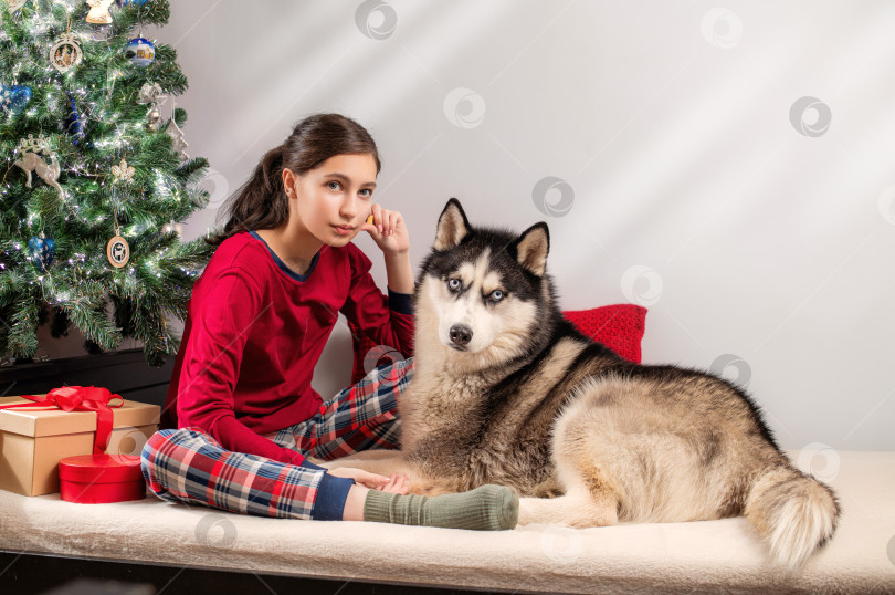 Скачать девушка с собакой породы хаски в пижаме у рождественской елки с подарочными коробками. Праздничный уют дома. фотосток Ozero