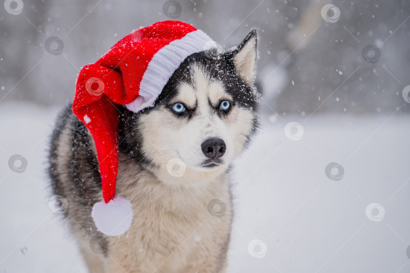 Скачать собака породы хаски в красной шапке Санты во время снегопада. Рождество и Новый год. фотосток Ozero