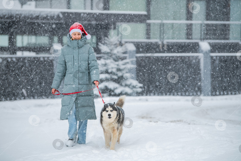 Скачать Улыбающаяся девушка в шапке Санты зимой выгуливает собаку породы хаски на красном поводке. фотосток Ozero