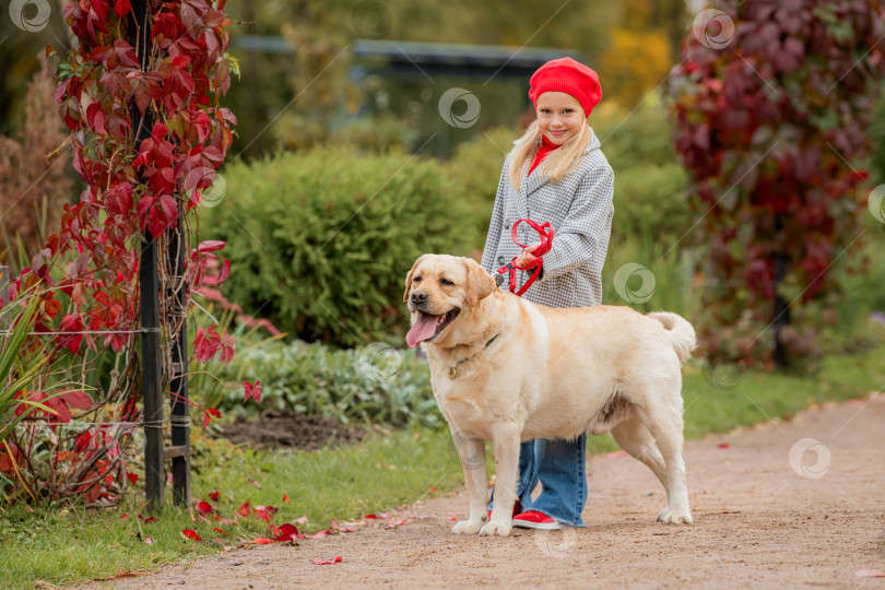 Скачать маленькая девочка в красном берете и пальто прогуливается с собакой лабрадором на поводке по дорожке осеннего парка. фотосток Ozero