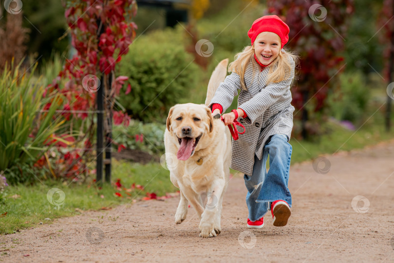 Скачать Непослушный лабрадор тянет свою маленькую хозяйку на поводке по дорожке осеннего парка. фотосток Ozero