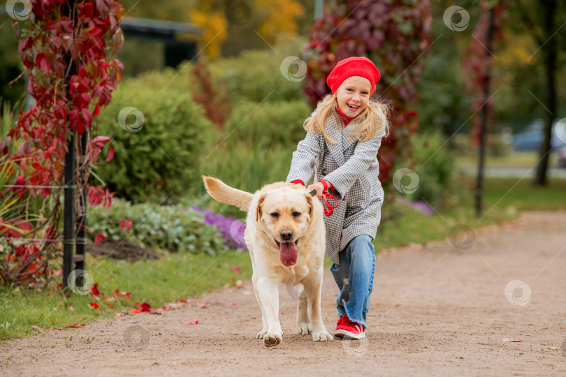 Скачать Непослушный лабрадор тянет свою маленькую хозяйку на поводке по дорожке осеннего парка. фотосток Ozero