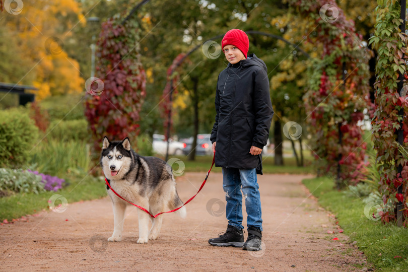 Скачать Маленький мальчик и собака породы хаски на красном поводке стоят на дорожке в парке, усыпанной осенними листьями. фотосток Ozero