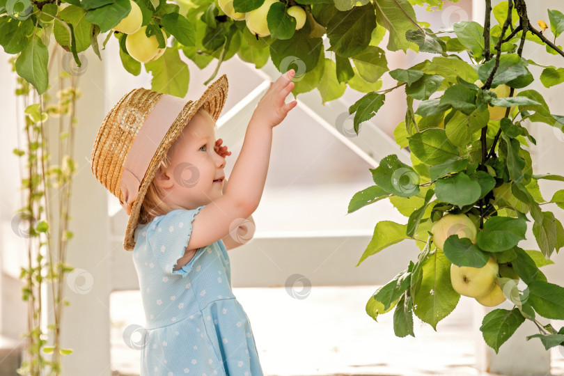 Скачать Маленькая девочка собирает яблоки в саду фотосток Ozero