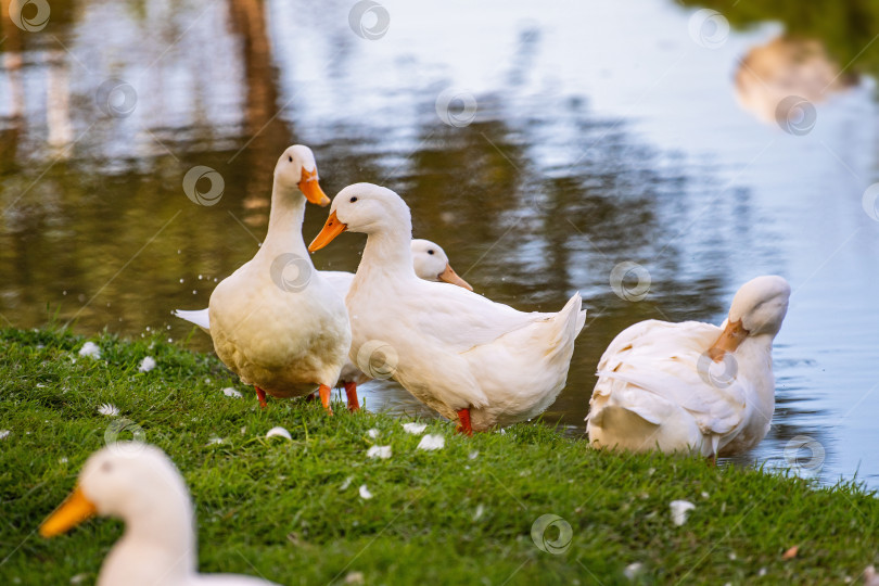 Скачать Группа уток стоит на поросшей травой лужайке у водоема. фотосток Ozero
