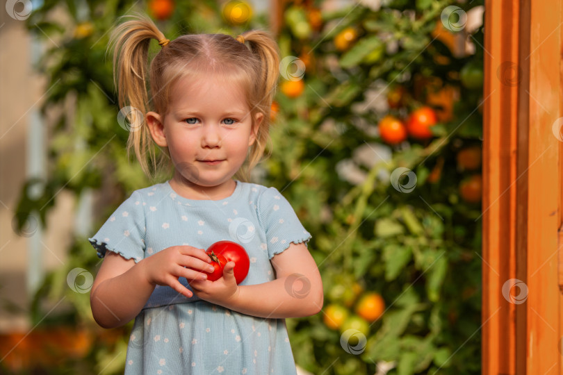 Скачать маленькая девочка в голубом платье стоит возле теплицы, держа в руках свежесобранные помидоры. фотосток Ozero