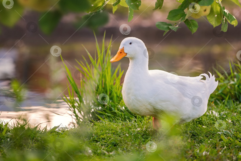 Скачать Белая утка у пруда фотосток Ozero