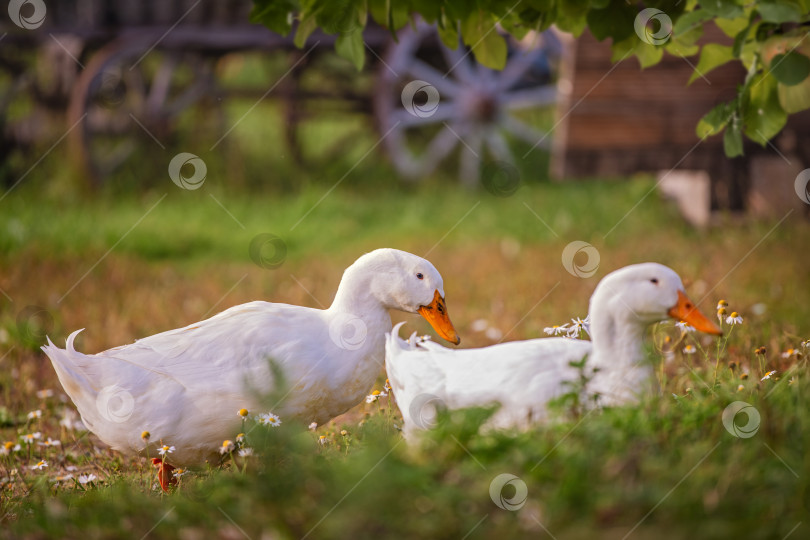 Скачать Группа уток стоит на поросшей травой лужайке у водоема. фотосток Ozero