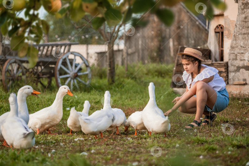 Скачать молодая девушка кормит стаю белых уток и гусей в сельской местности, в окружении природы и фермы фотосток Ozero
