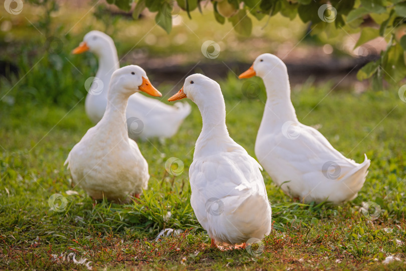 Скачать Группа уток стоит на поросшей травой лужайке у водоема. фотосток Ozero