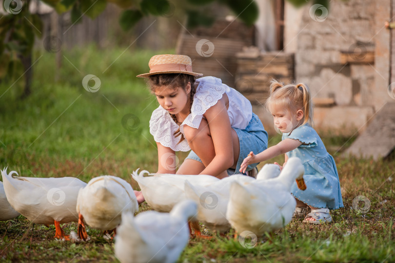 Скачать Семья кормит уток в сельской местности фотосток Ozero