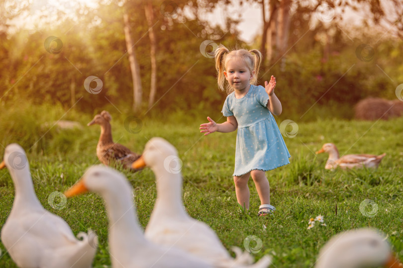 Скачать Веселая маленькая девочка в голубом платьице радостно играет с утками и гусями на зеленом фермерском лугу фотосток Ozero