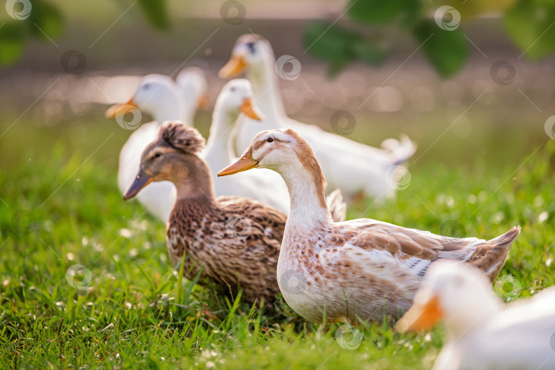 Скачать Группа уток стоит на поросшей травой лужайке у водоема. фотосток Ozero