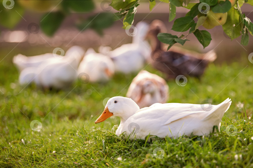 Скачать Группа уток стоит на поросшей травой лужайке у водоема. фотосток Ozero