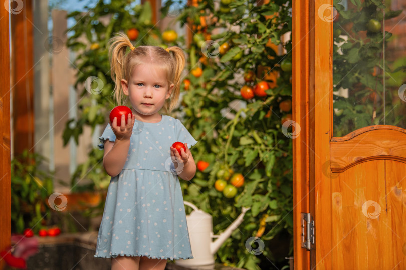 Скачать маленькая девочка в голубом платье стоит возле теплицы, держа в руках свежесобранные помидоры. фотосток Ozero