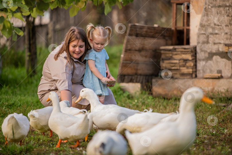 Скачать Семья кормит уток в сельской местности фотосток Ozero