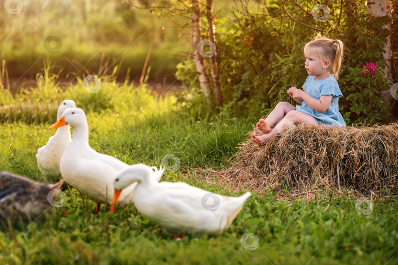 Скачать Веселая маленькая девочка в голубом платьице радостно играет с утками и гусями на зеленом фермерском лугу фотосток Ozero