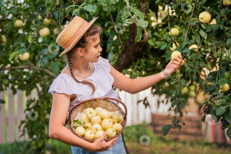 Скачать молодая девушка в соломенной шляпке стоит под яблоней, осторожно собирая спелое яблоко в плетеную корзину фотосток Ozero